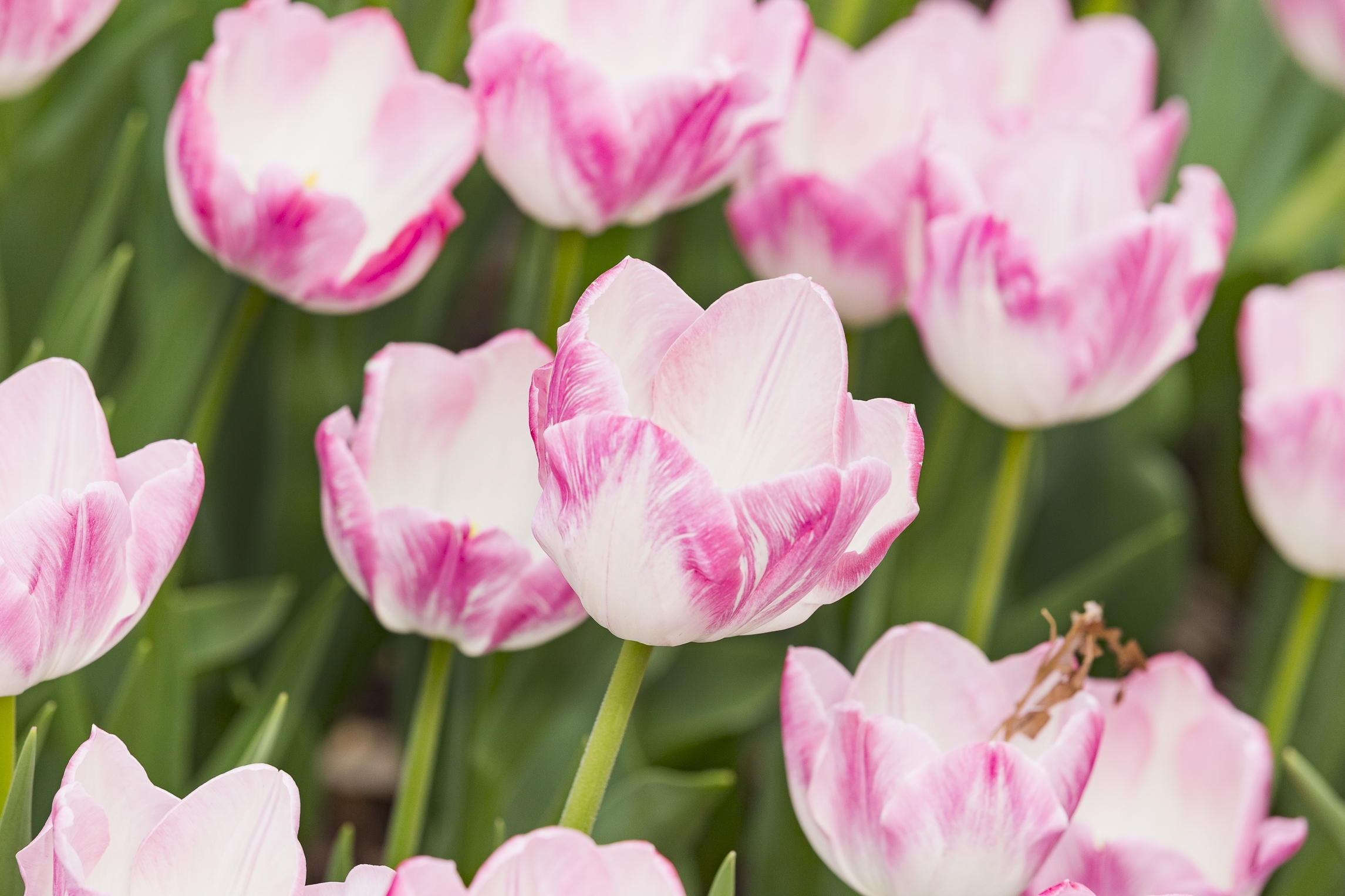 Dixon-tulips-pink-closeup.jpg