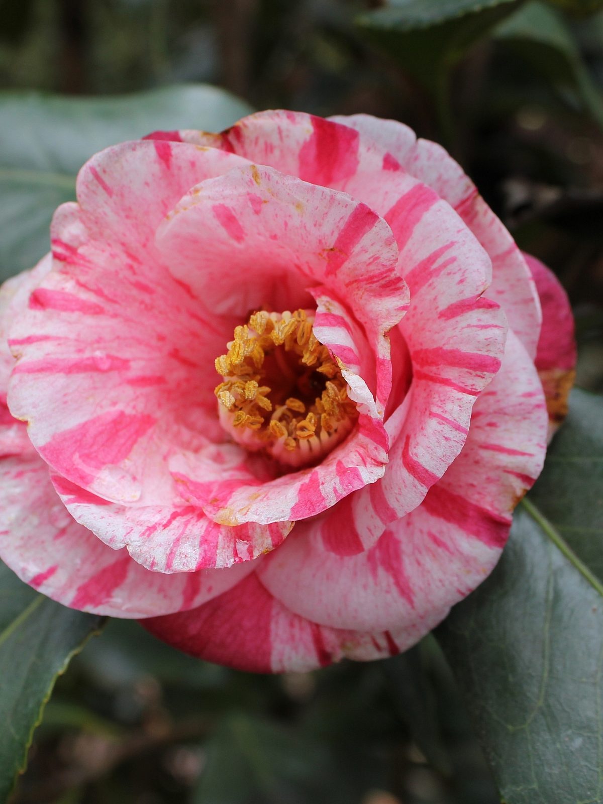A pink and white Camellia flower