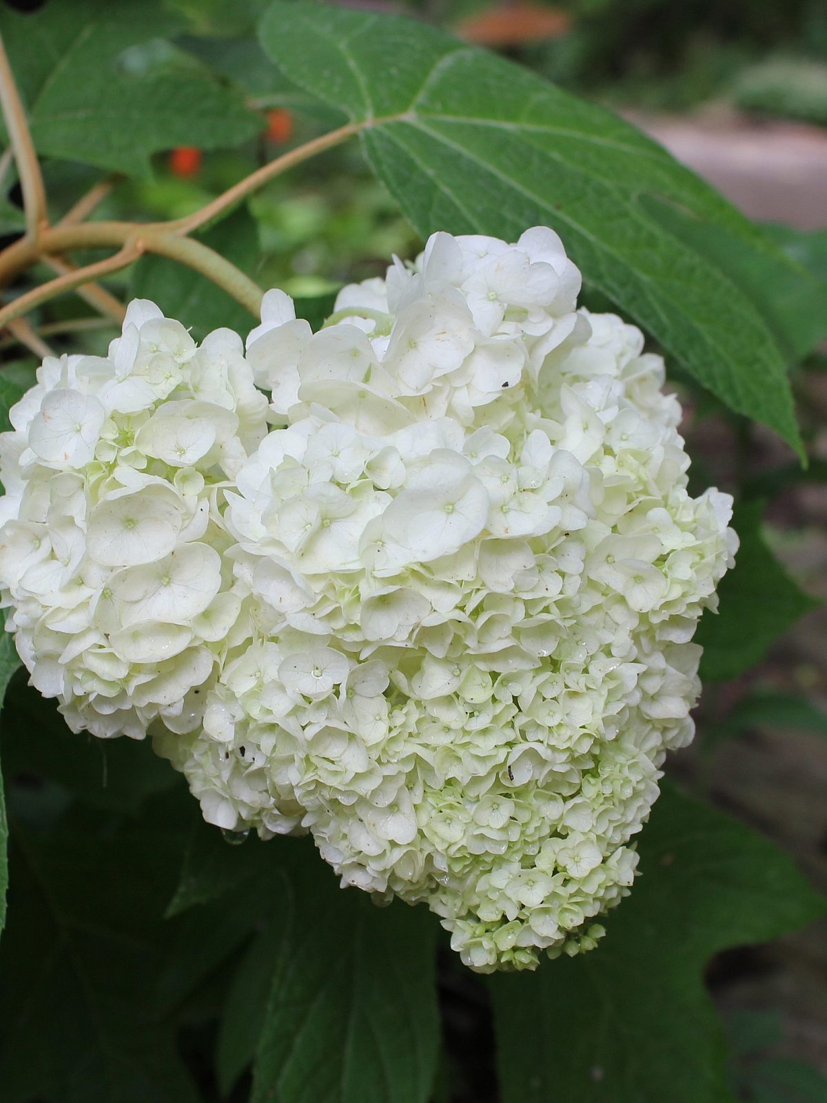 A white Hydrangea Snow Queen Flower
