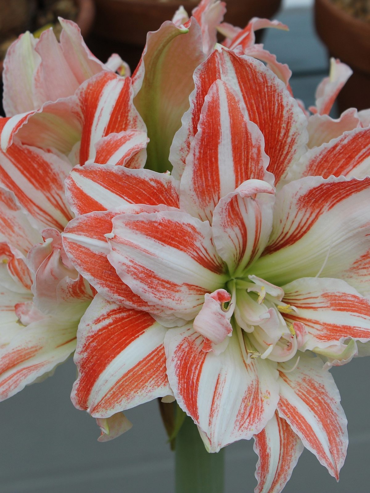 Red and White Amaryllis Flower