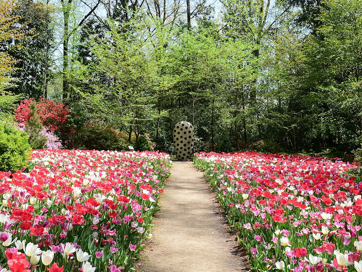Pin Tulips in front of a polkadot sculpture at the Dixon