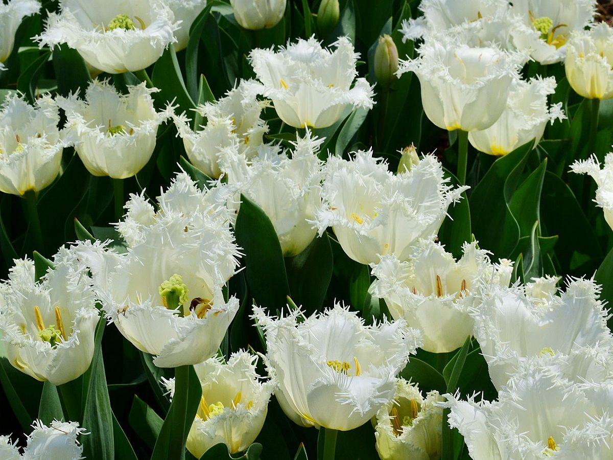 Whie flowers at the Dixon