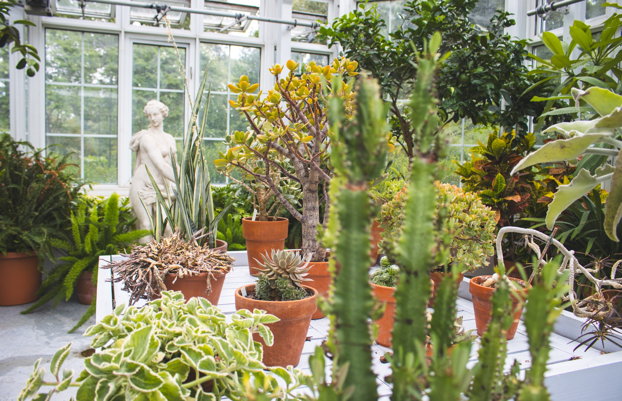 botanical garden 　　no1 Hidden-Gem-Greenhouse.jpg
