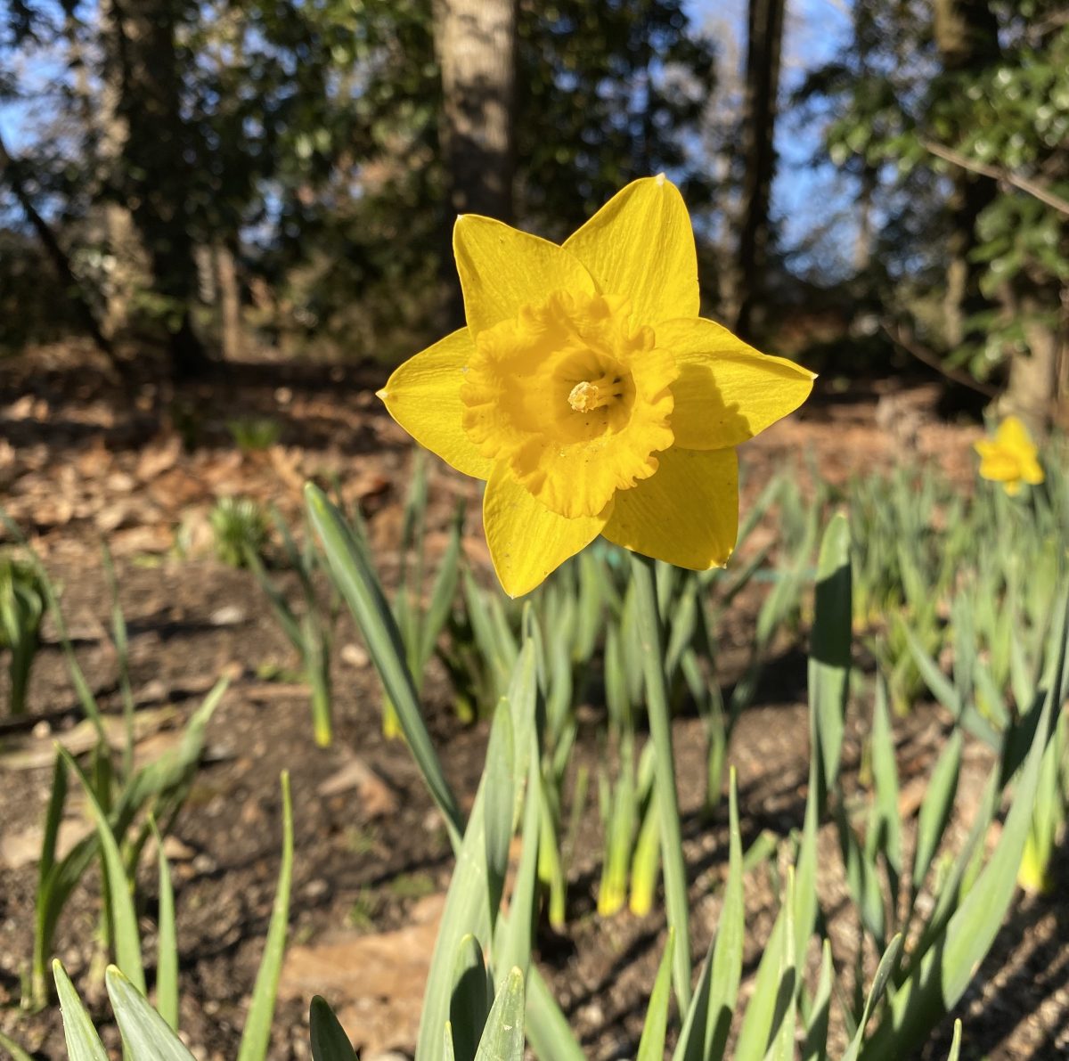 Daffodil in grass