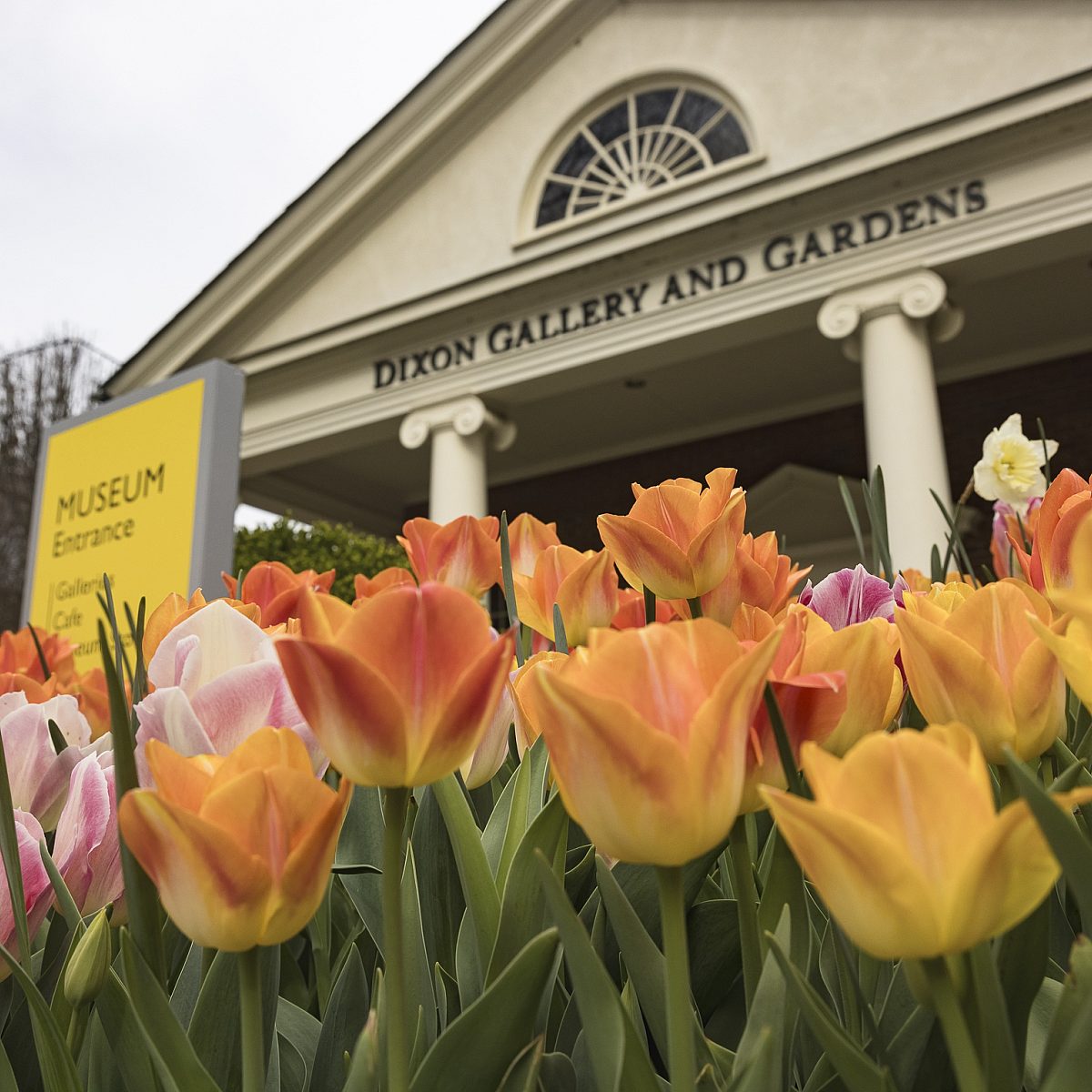 240312 dixon tulips 051