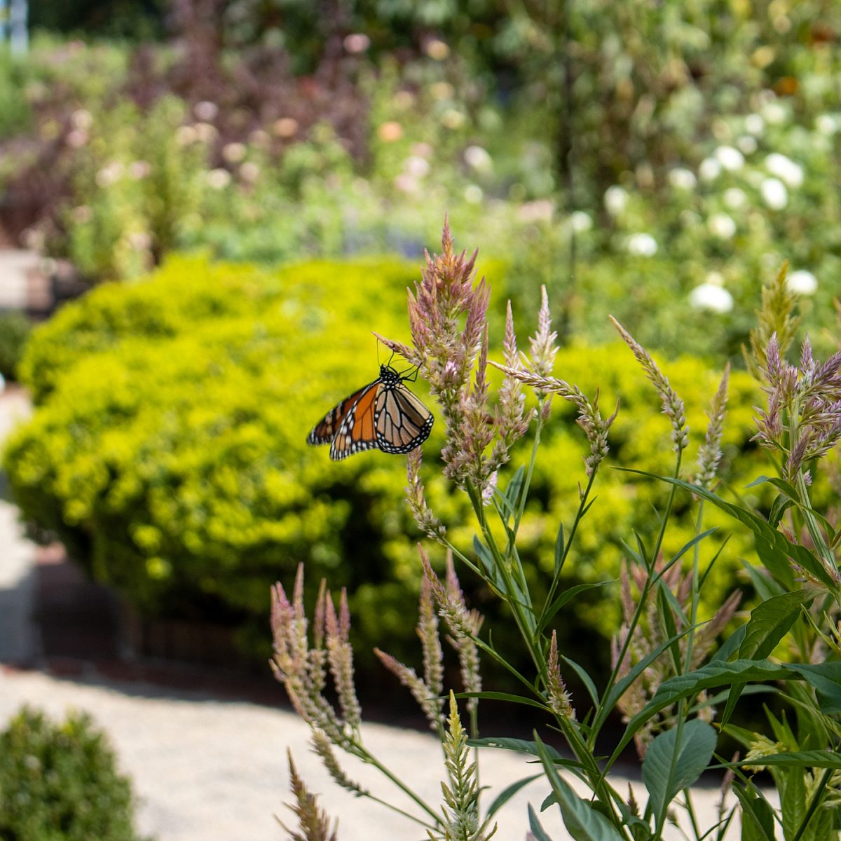 Monarch Butterfly in Cutting Gardens