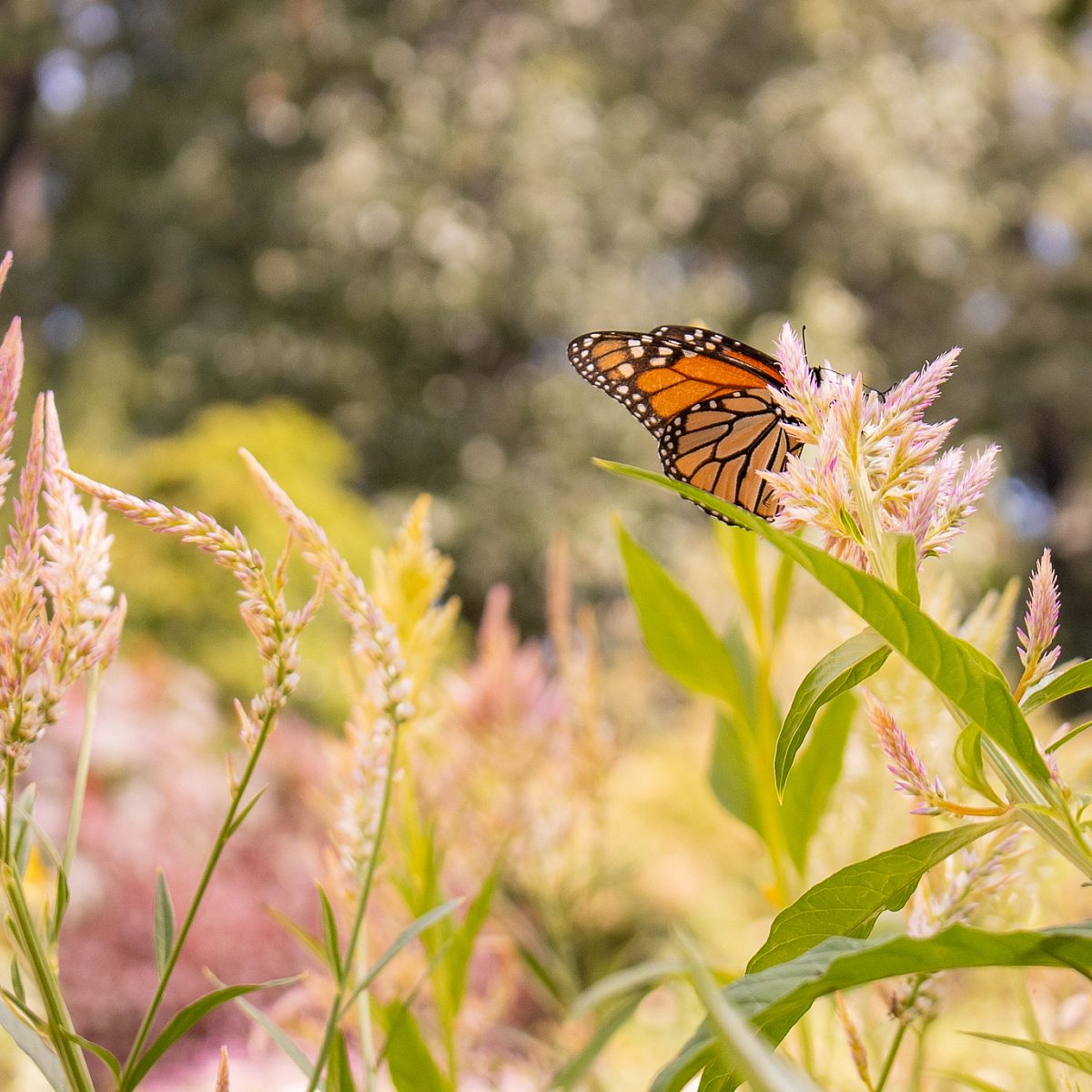 Butterfly in Summer Gardens
