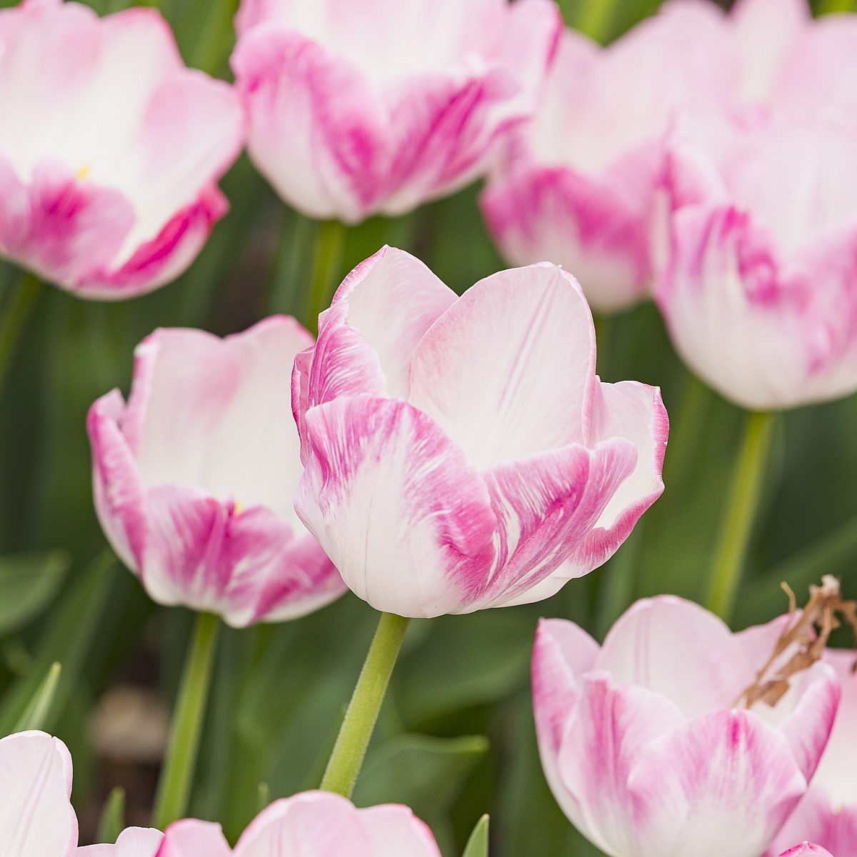 Dixon tulips pink closeup