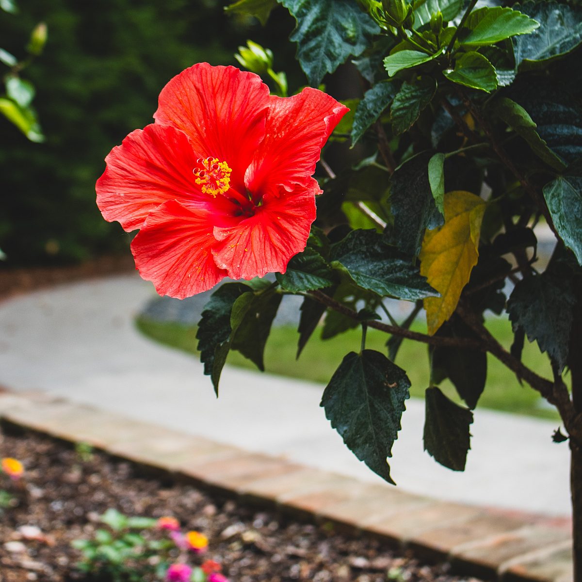 Hibiscus Flower 2025