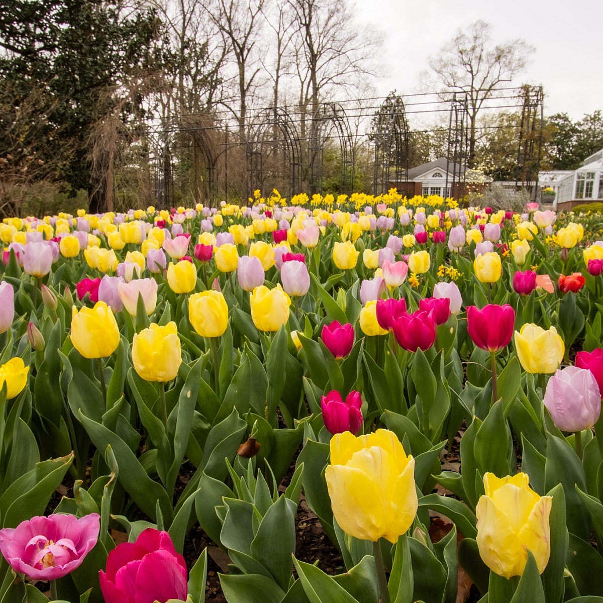 Tulips 2025 1