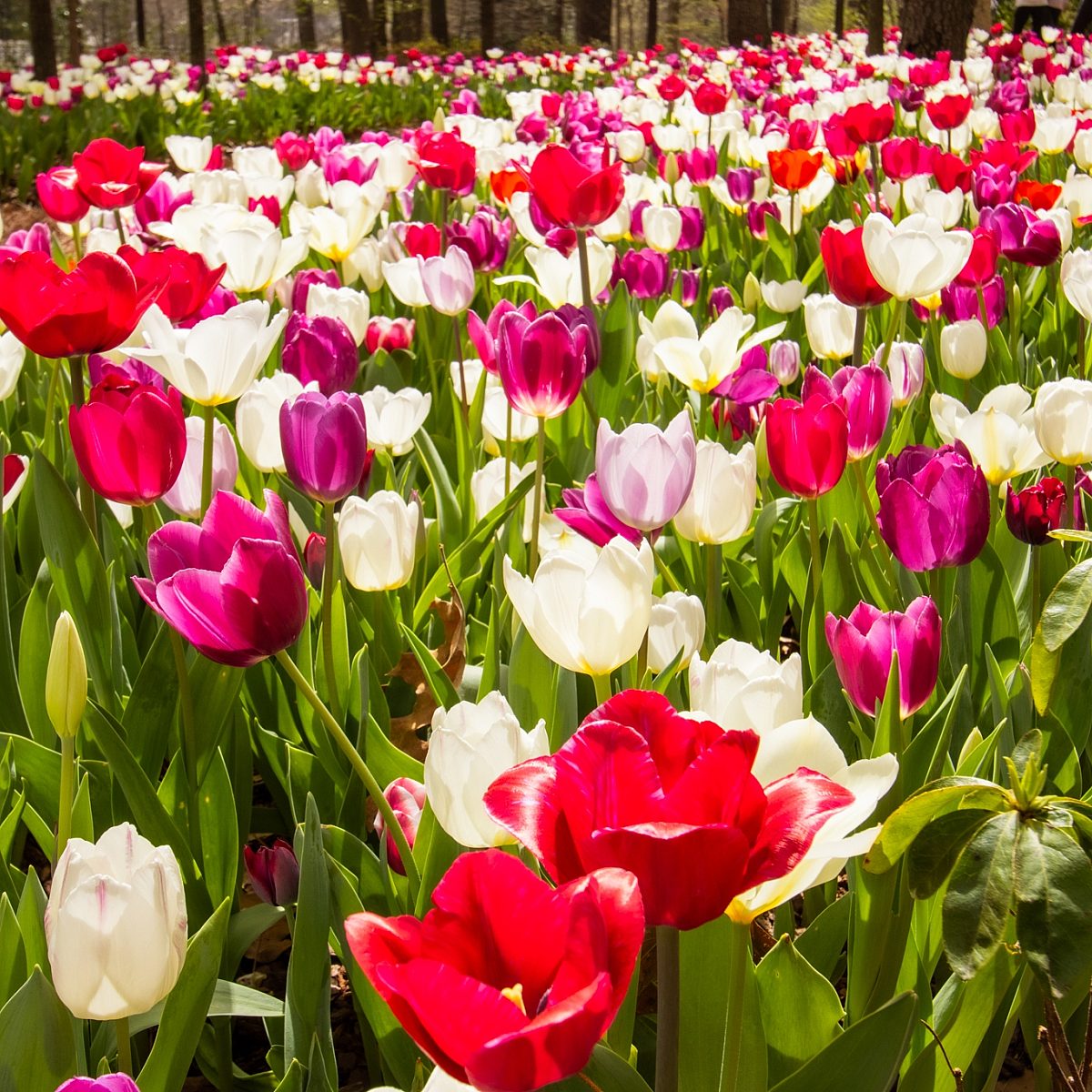Tulips 2025 3
