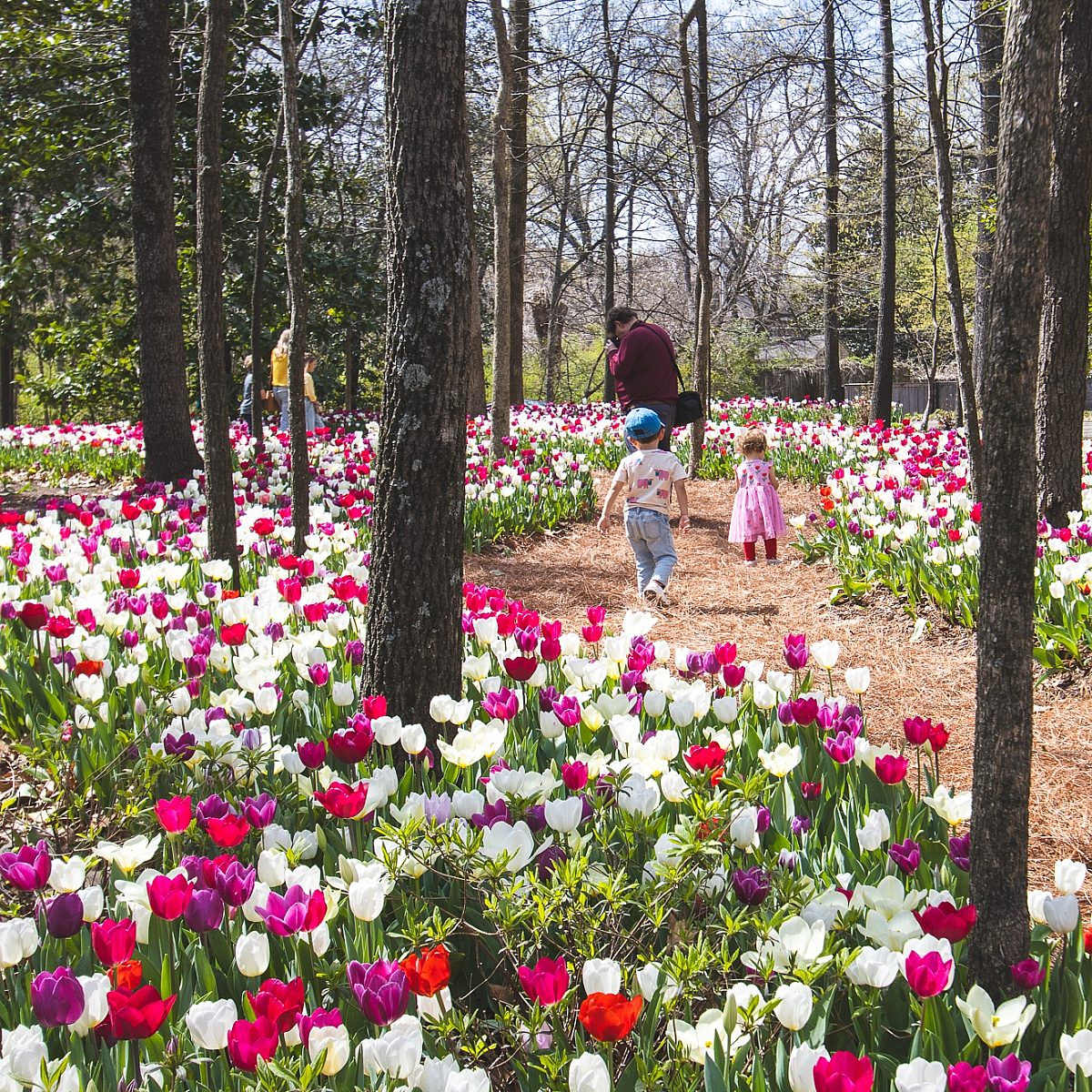a family running through woodland gardens path surrounded by red pink and white tulips