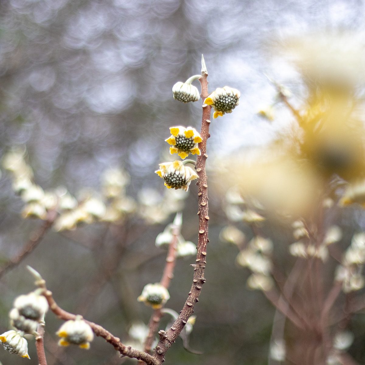 Winter Blooms 1