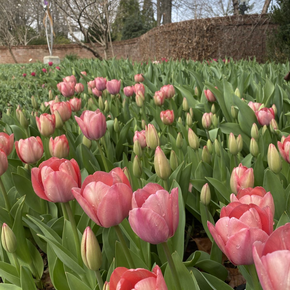 closeup of pink tulips with sun shining on them