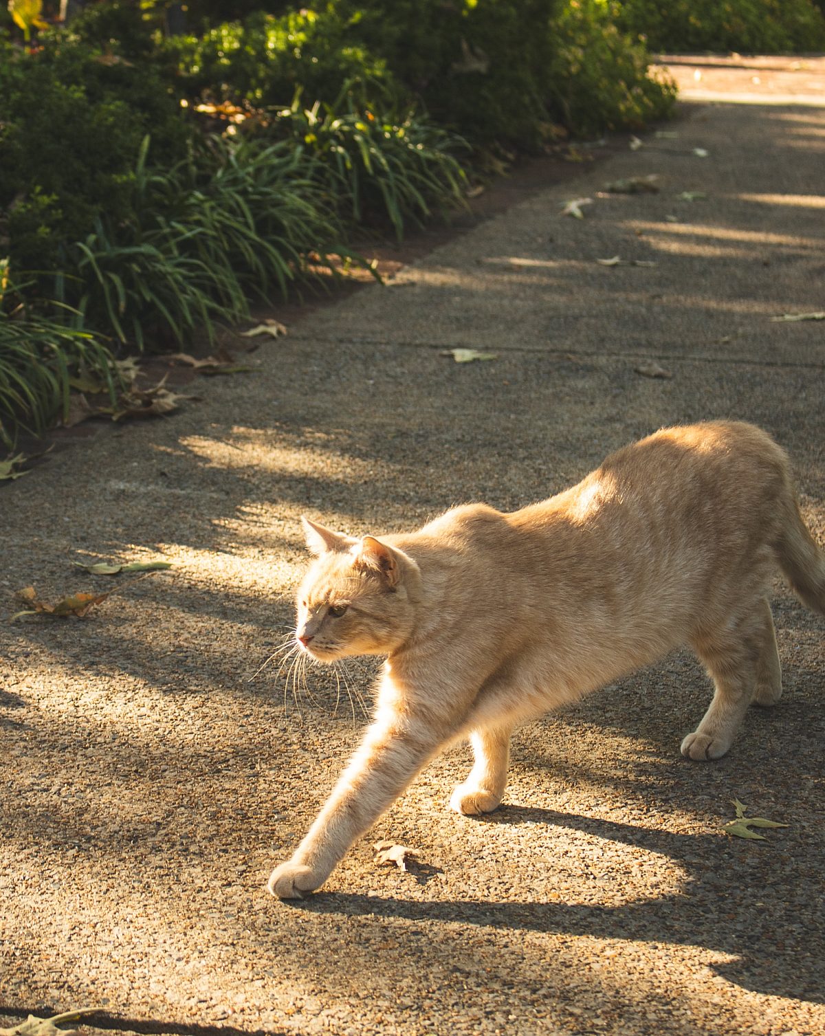 Oliver museumcat 2025 4