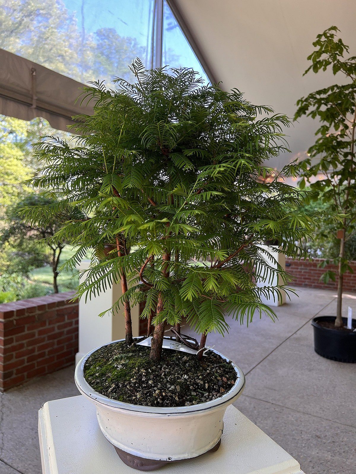 Bonsai-tree-in-pot-on-small-table