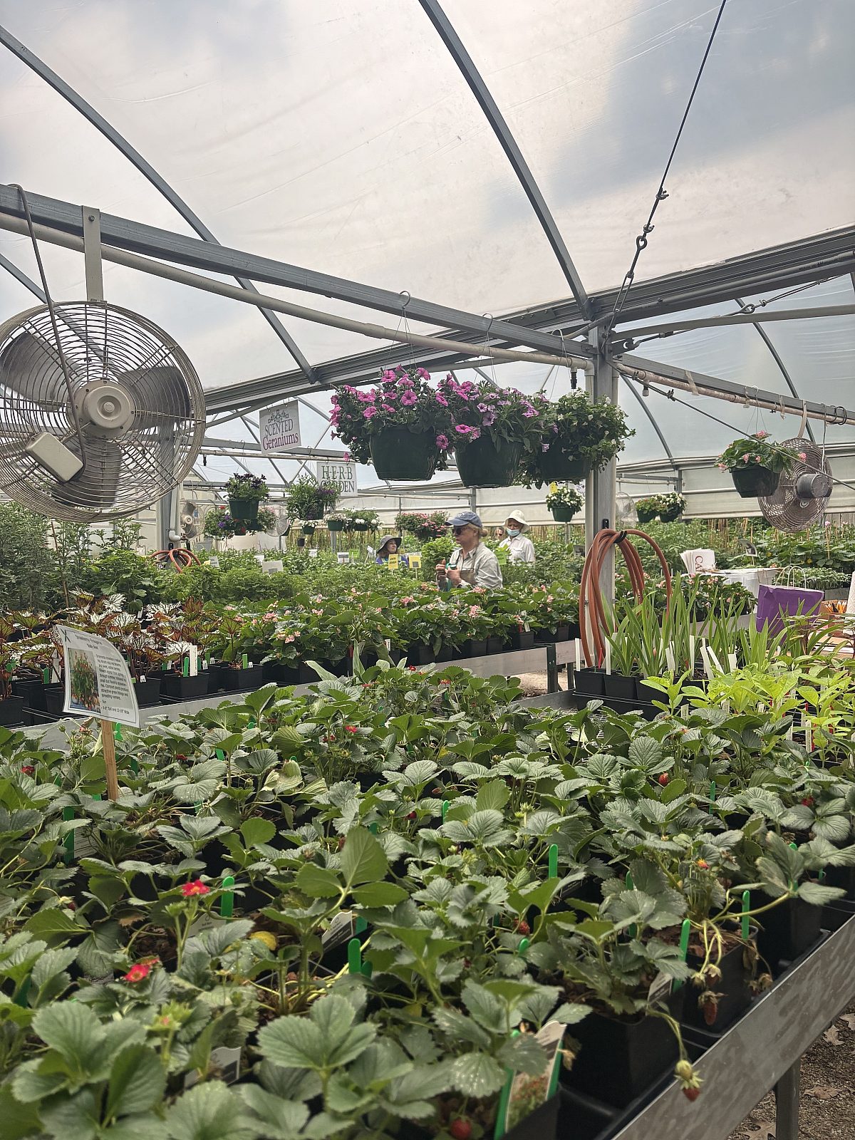 Plant Sale Vols April 14 2026 7