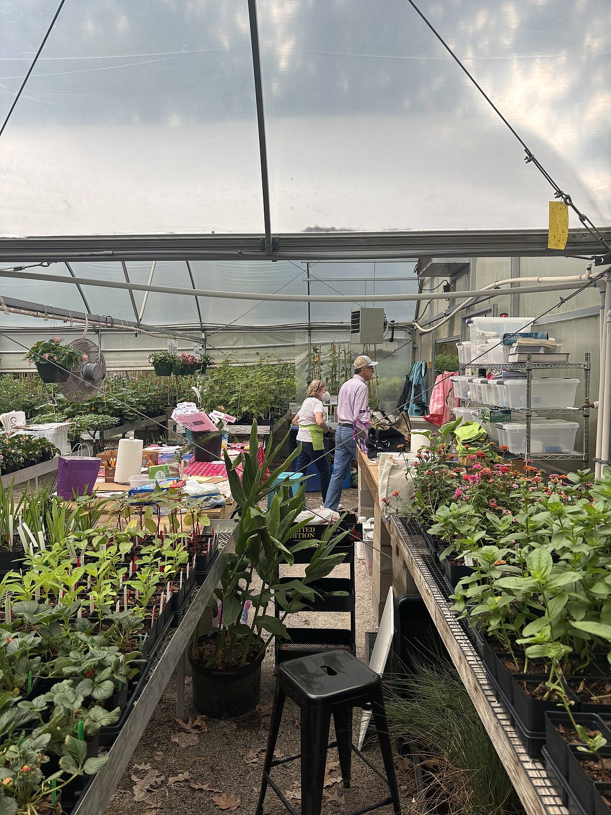 Plant Sale Vols April 14 2026 8
