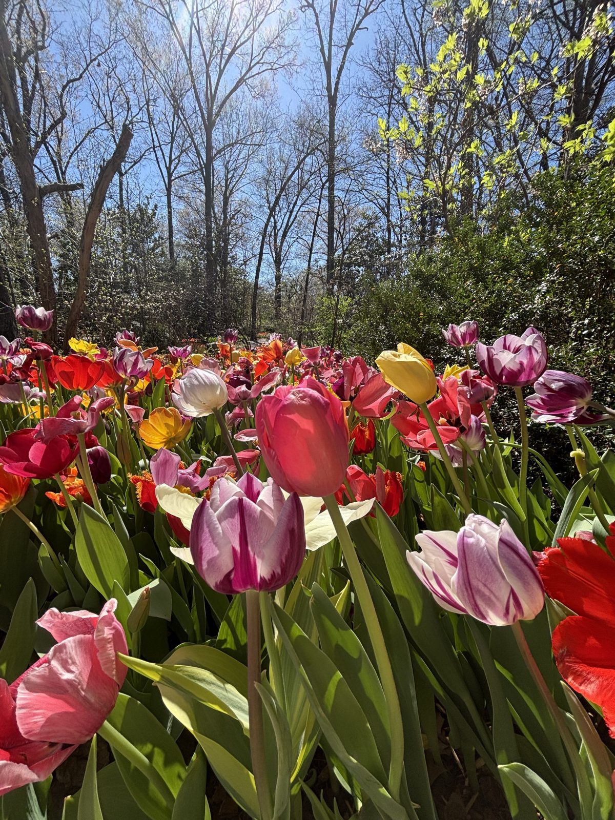 Tulip_WoodlandGardens_03122026