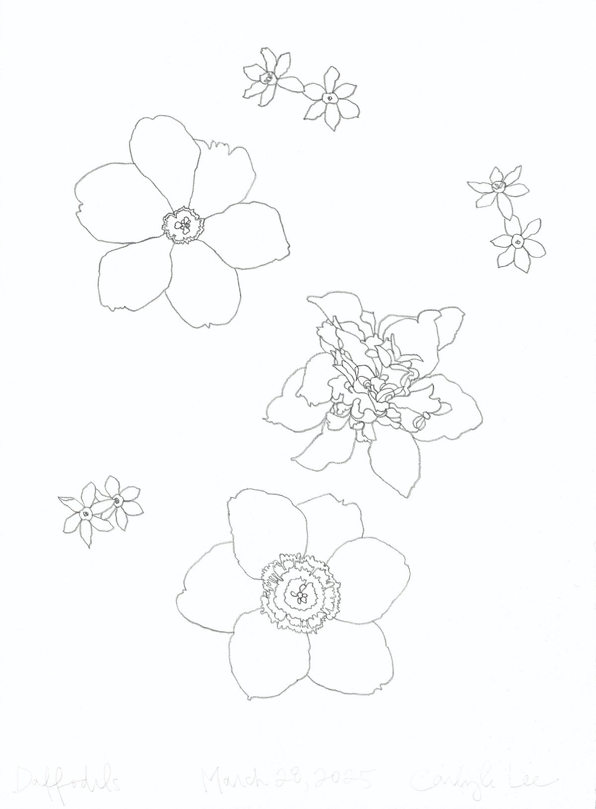 Carlyle Wolfe Lee Daffodils