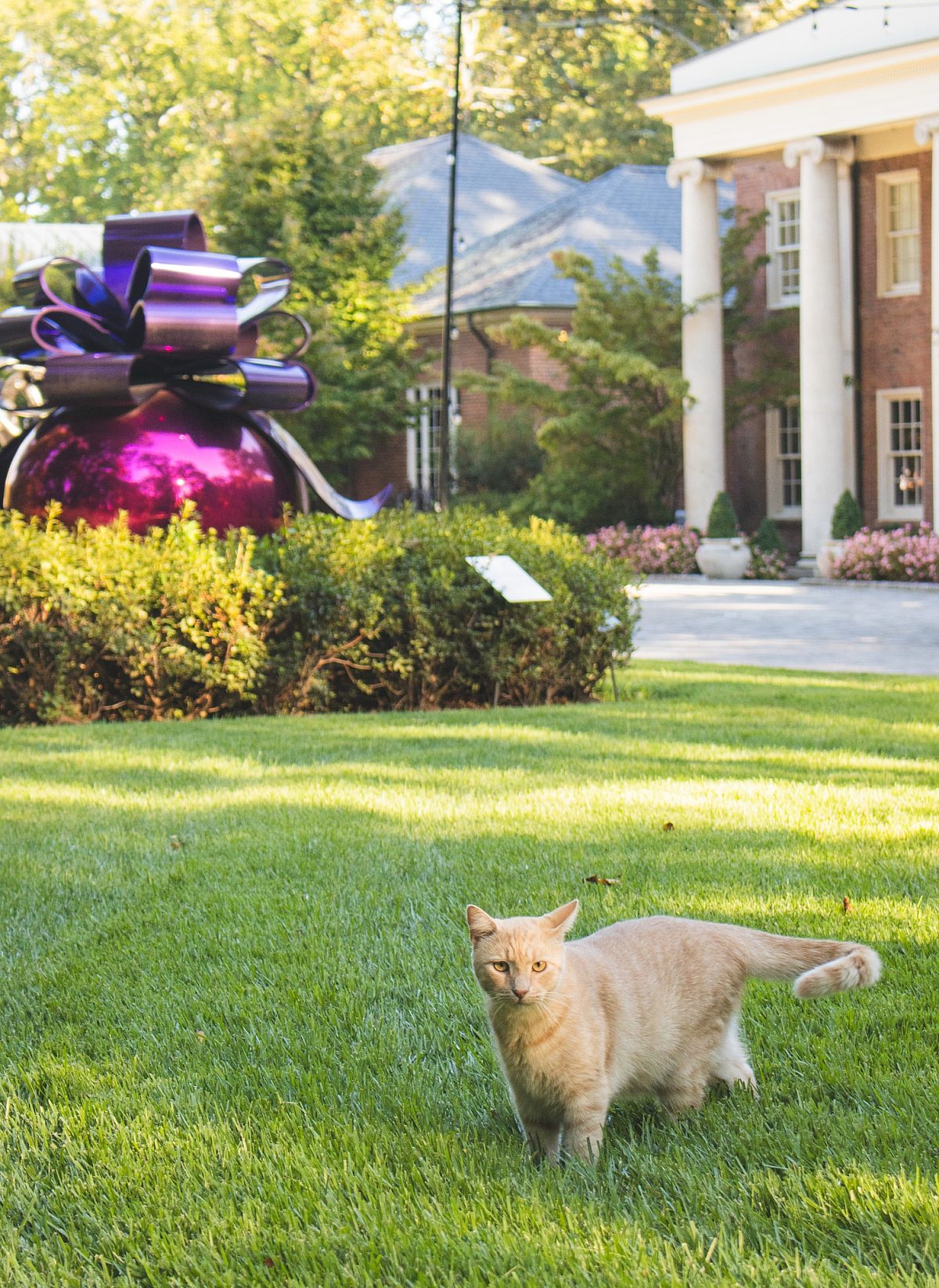 yellow cat standing in grass in front of artwork