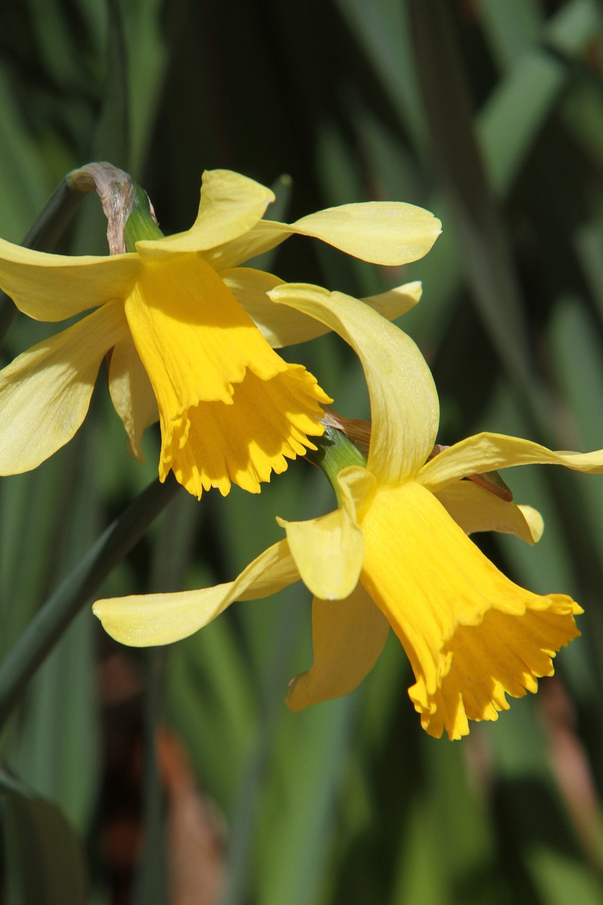 Daffodils-spring-flower-gardens