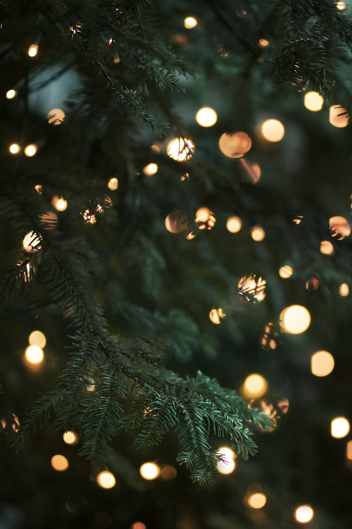extreme closeup of evergreen tree surrounded by white christmas lights