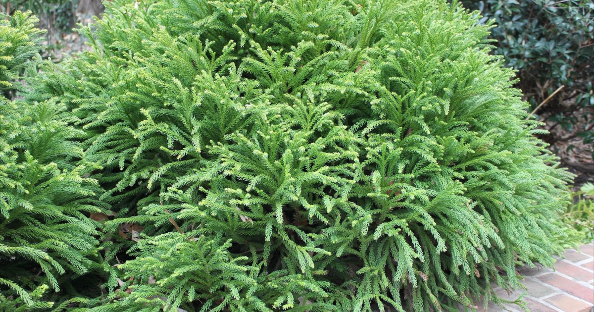 Image.jpeg?mtime=1661890856