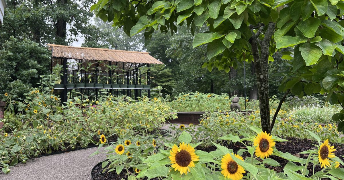Garden Exhibition Sunflowers (virtual tour) Dixon Gallery & Gardens