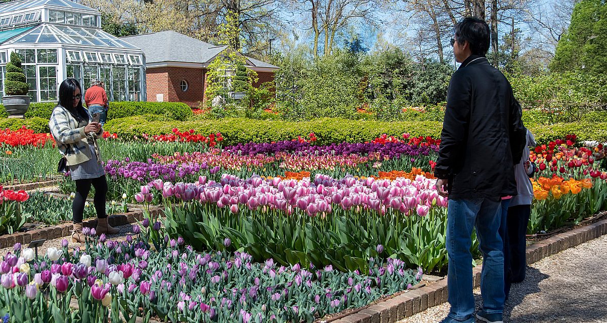 Dixon Blooms tulips Cutting Garden Phone Photography Social
