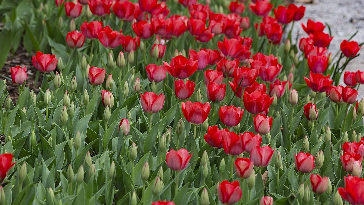 240312 dixon tulips 042