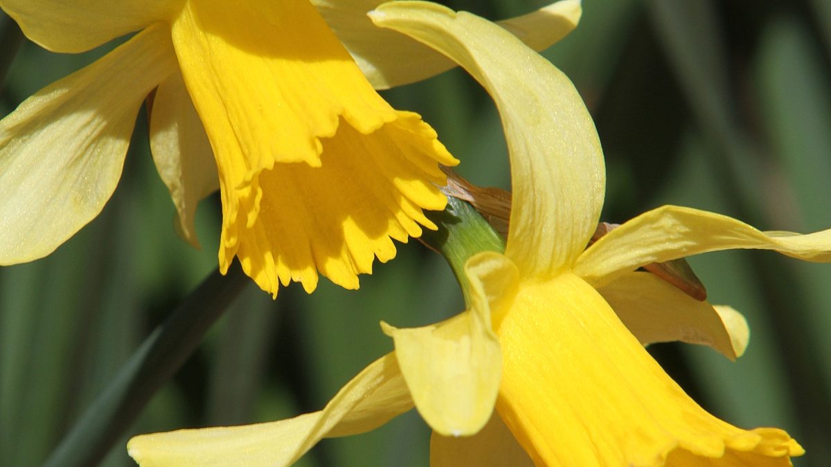 Daffodils-spring-flower-gardens
