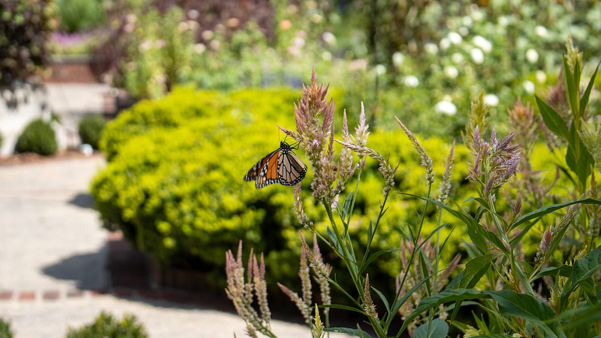 Monarch Butterfly in Cutting Gardens