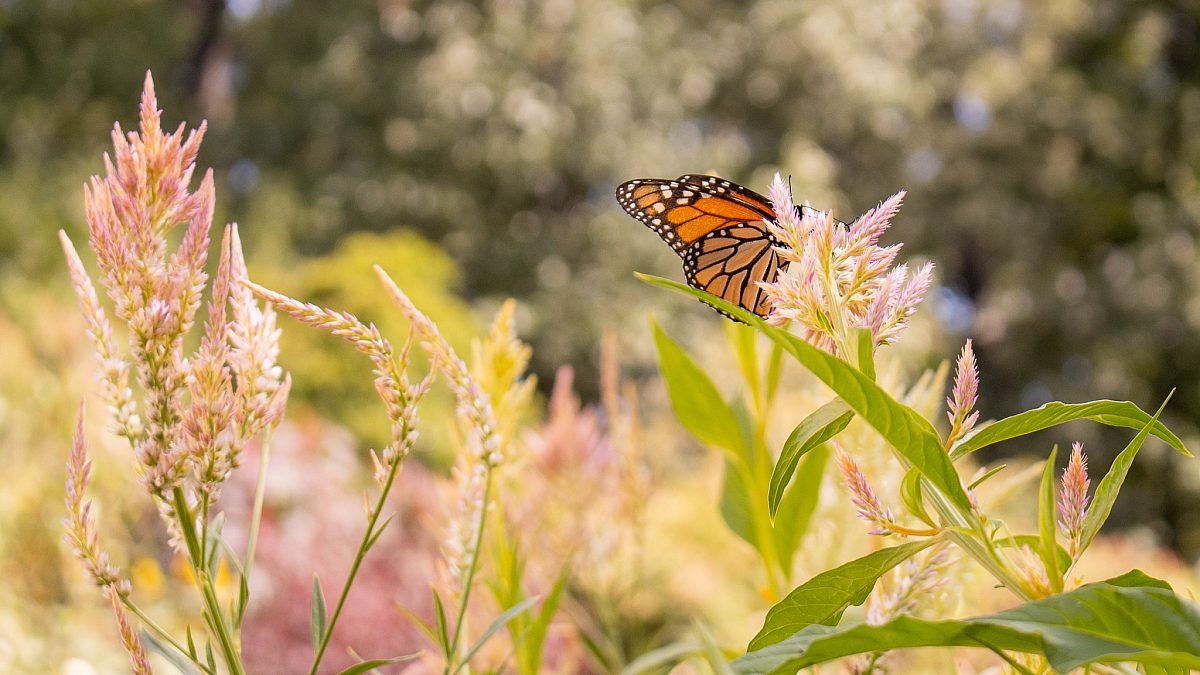 Butterfly in Summer Gardens