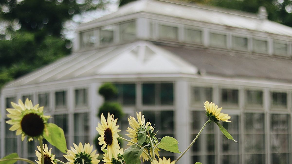sunflowers in focus, background of blurred greenhouse building