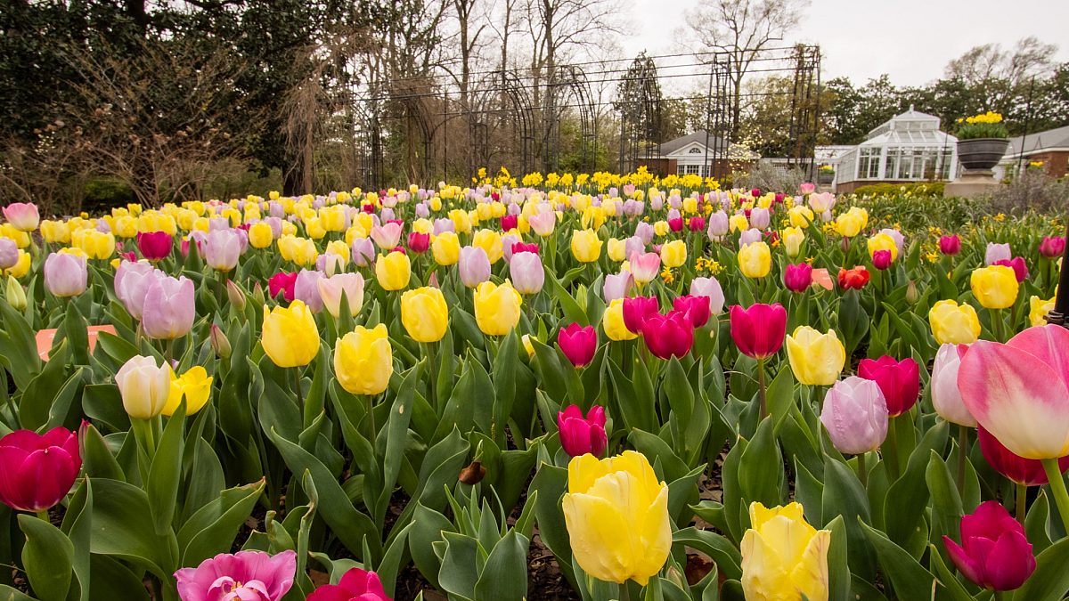 Tulips 2025 1