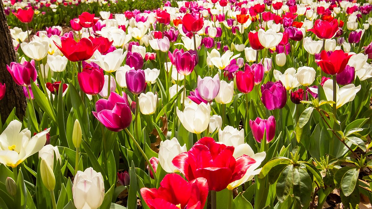 Tulips 2025 3