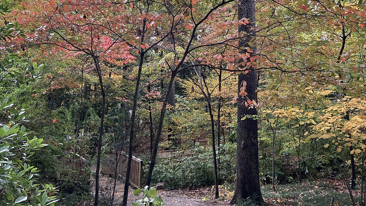 wooden bridge covered in fall colored leaves