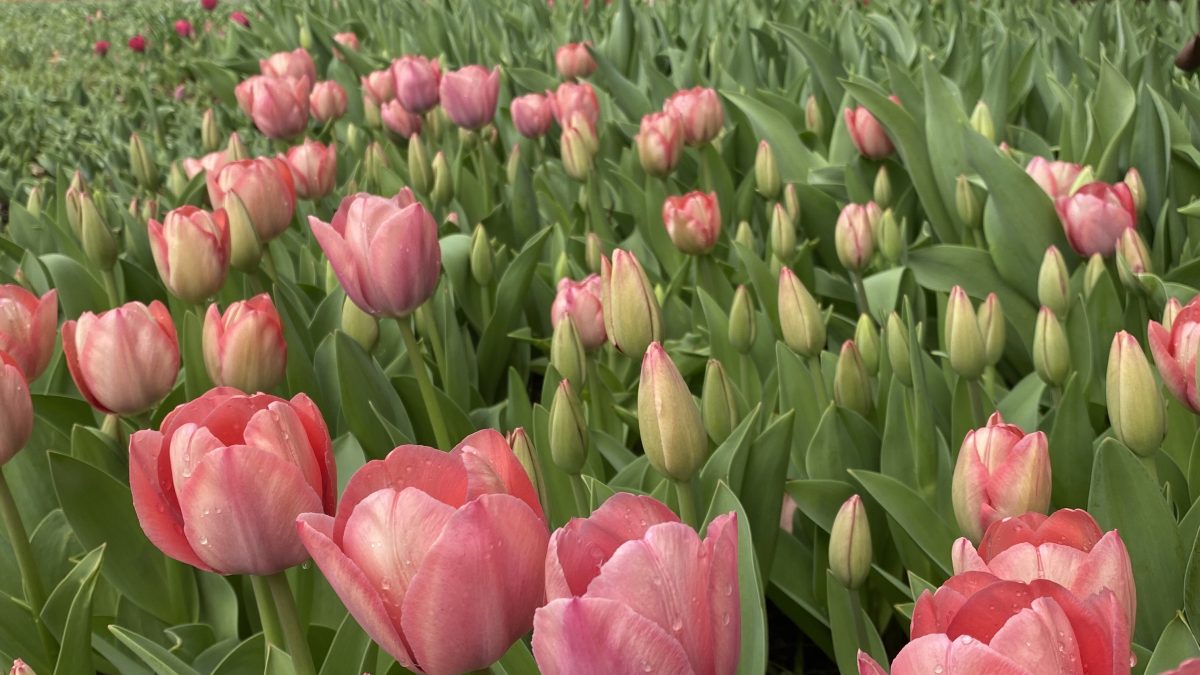 closeup of pink tulips with sun shining on them