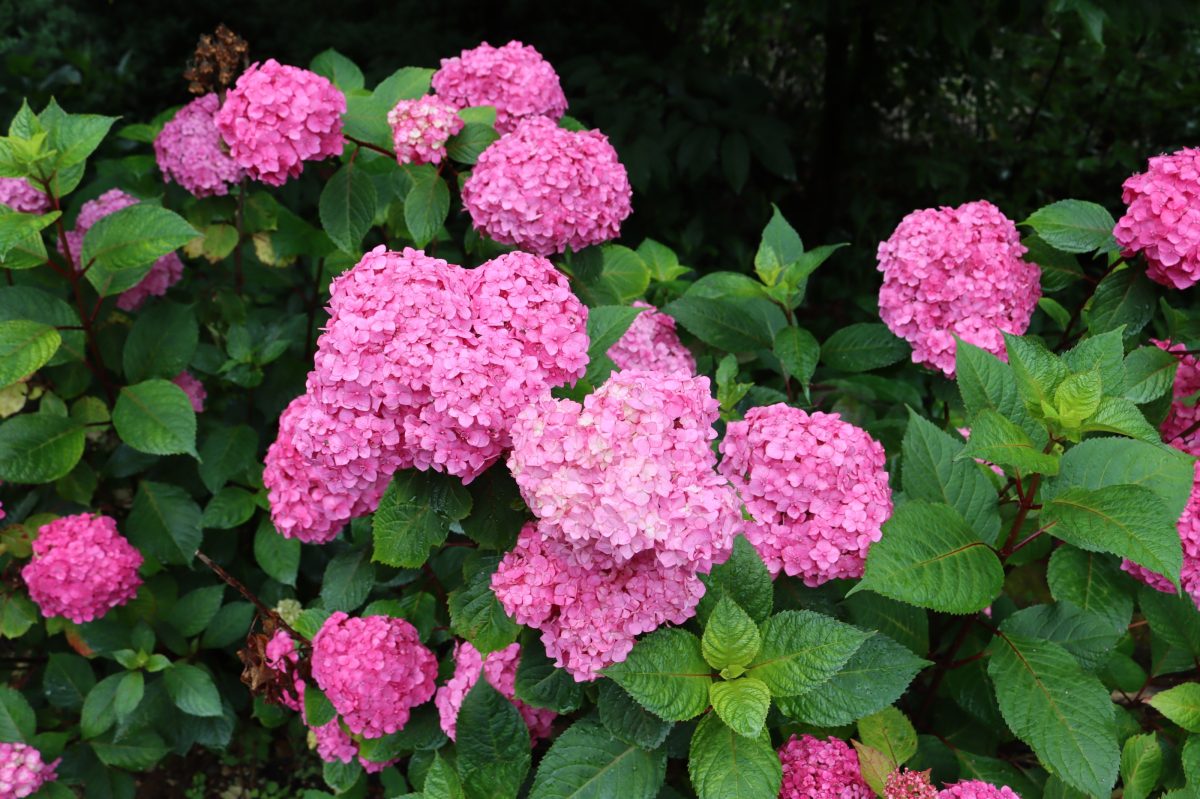 Hydrangea sale photo