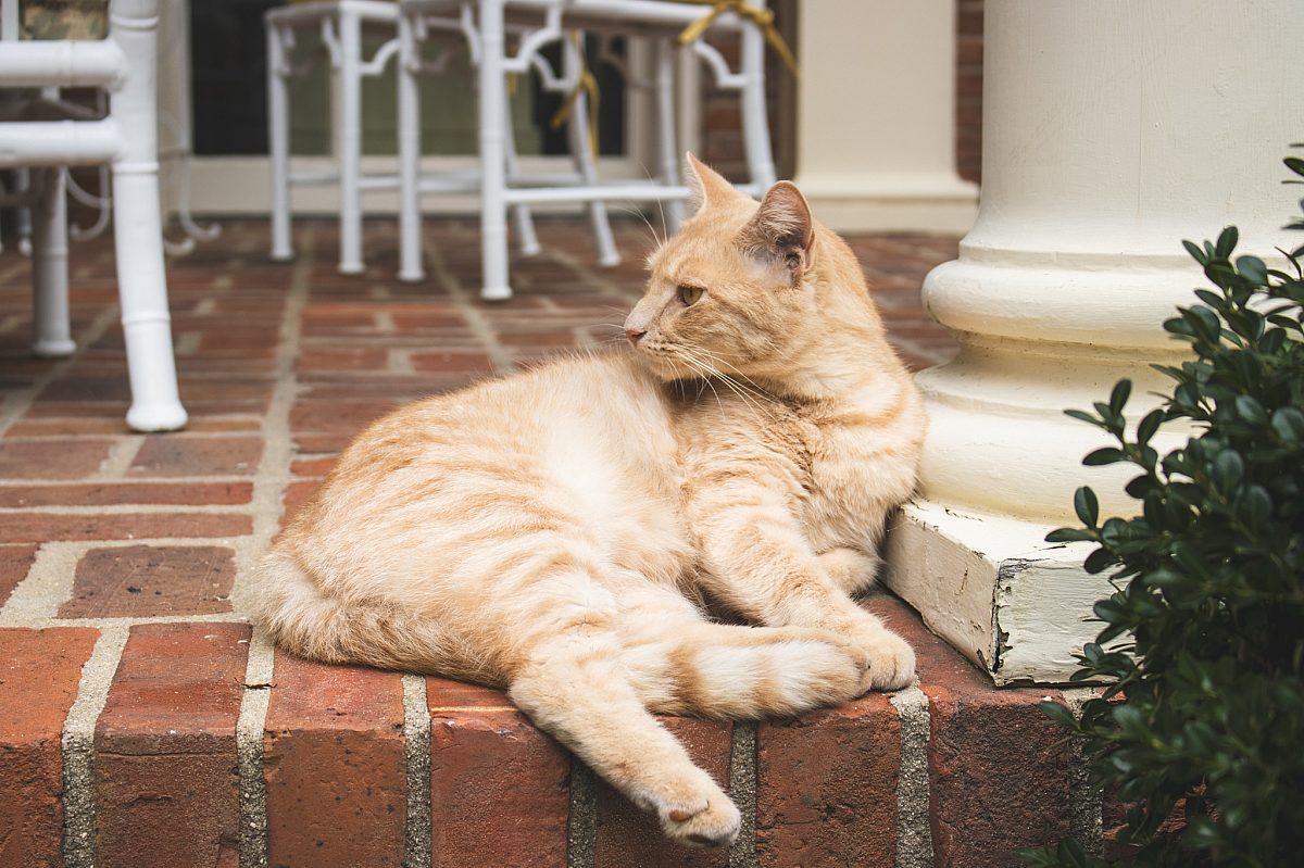 Oliver museumcat 2025 1