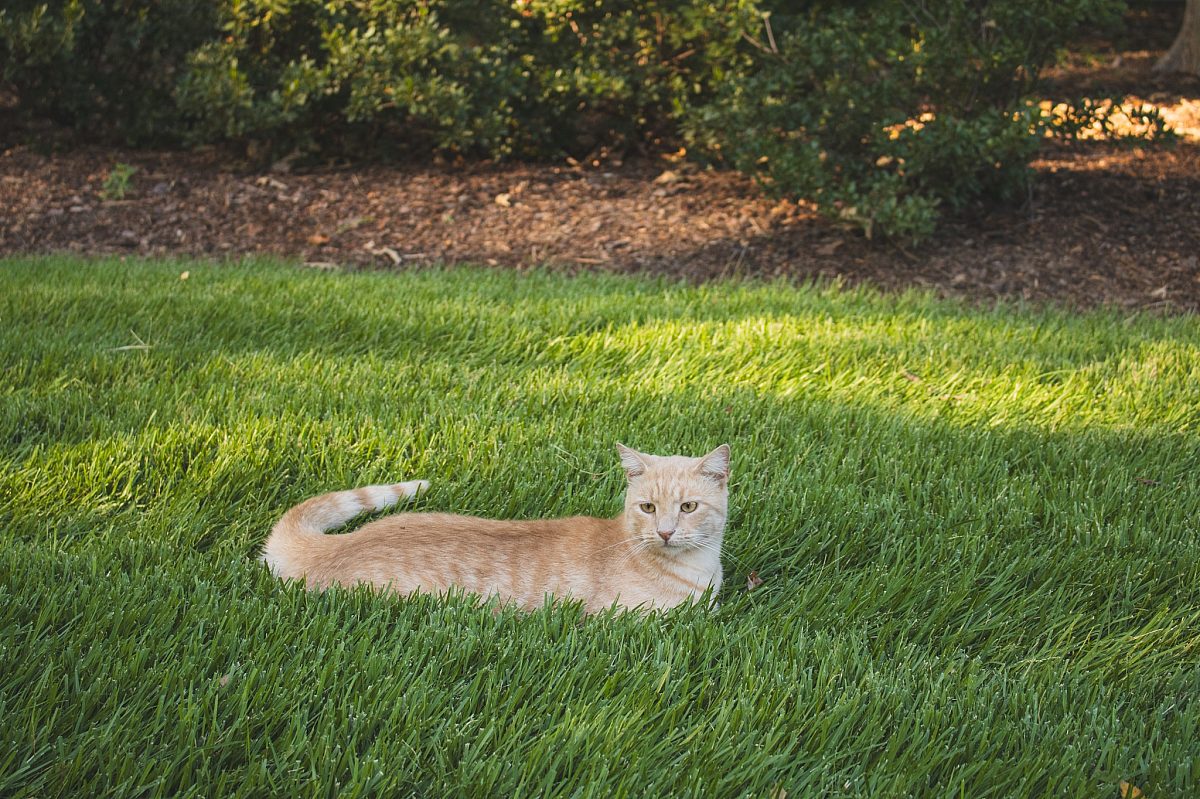 Oliver museumcat 2025 3