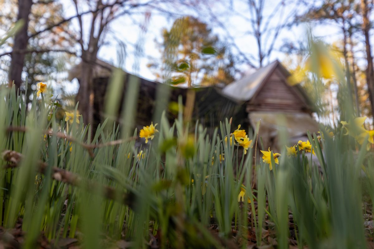 Thad Lee Daffodils Return to Greenfield Farm