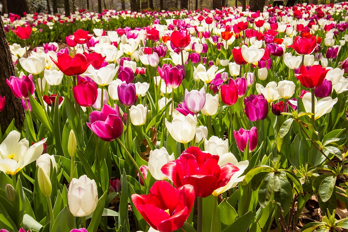 Tulips 2025 3