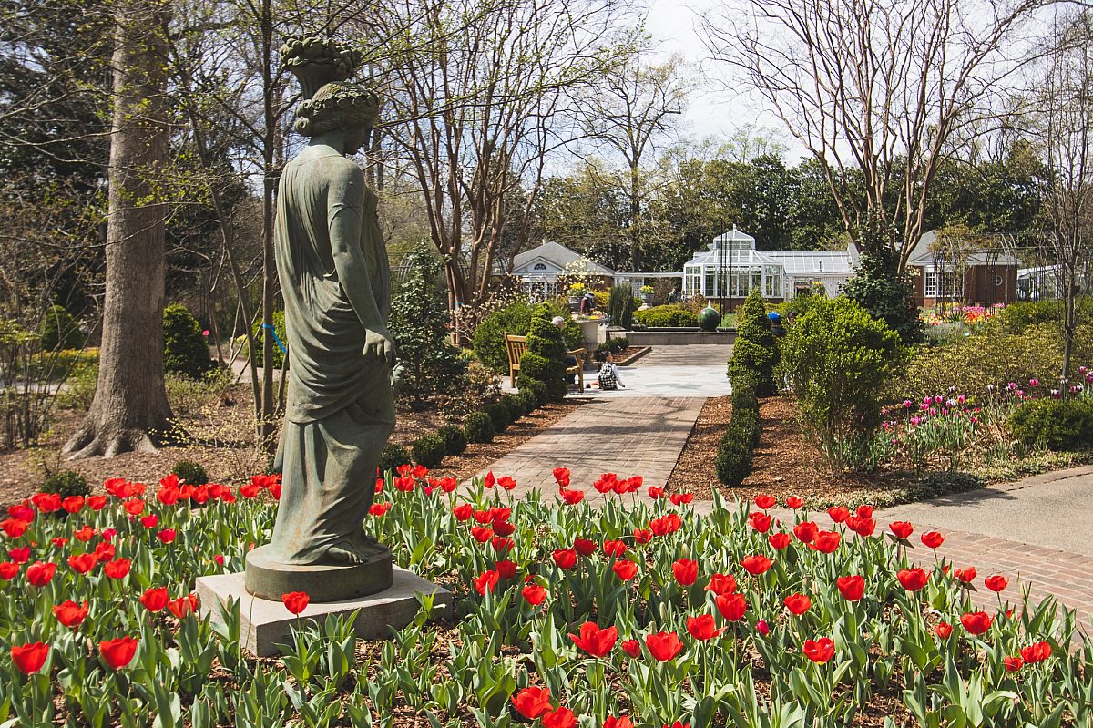 Tulips 2025 49