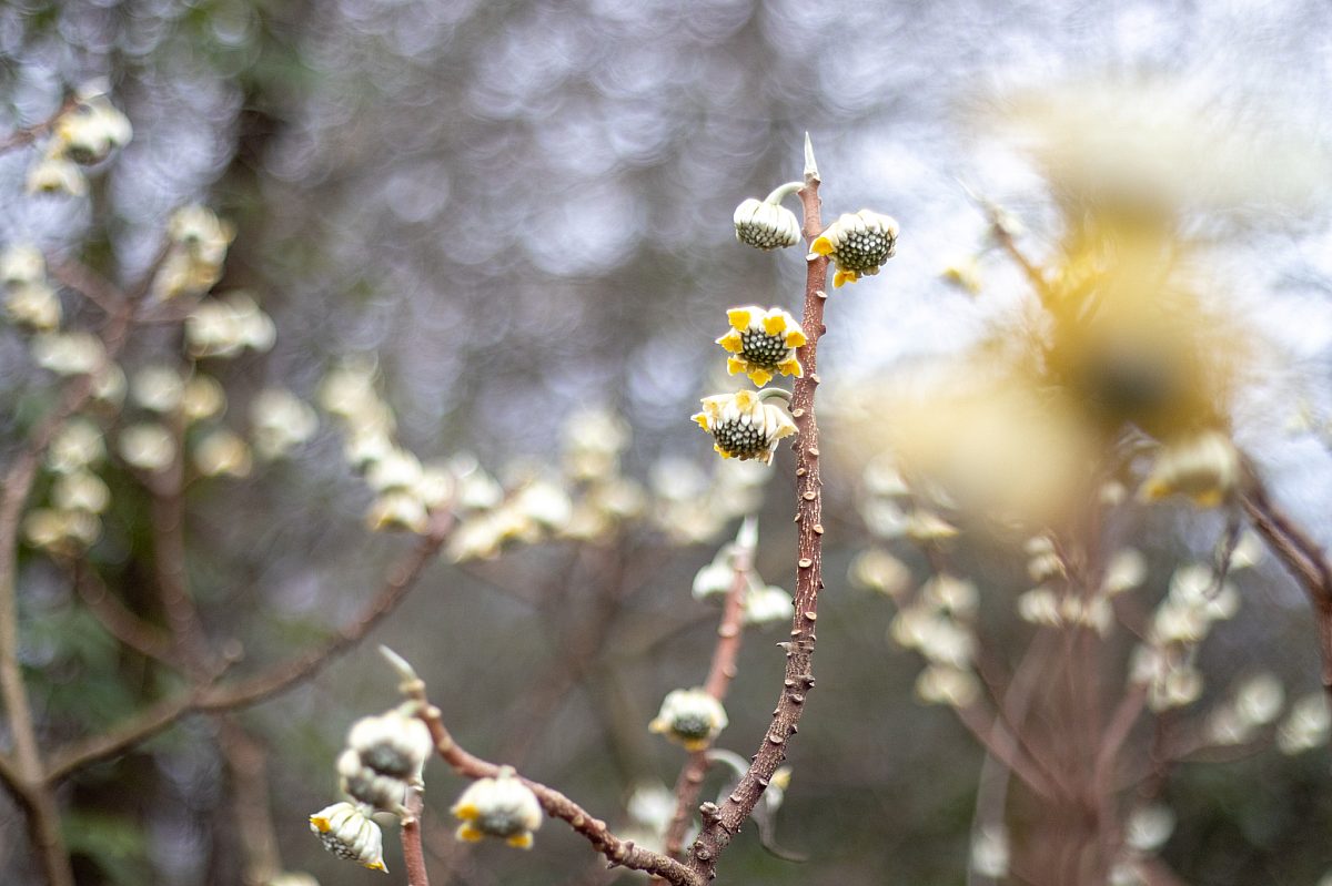 Winter Blooms 1