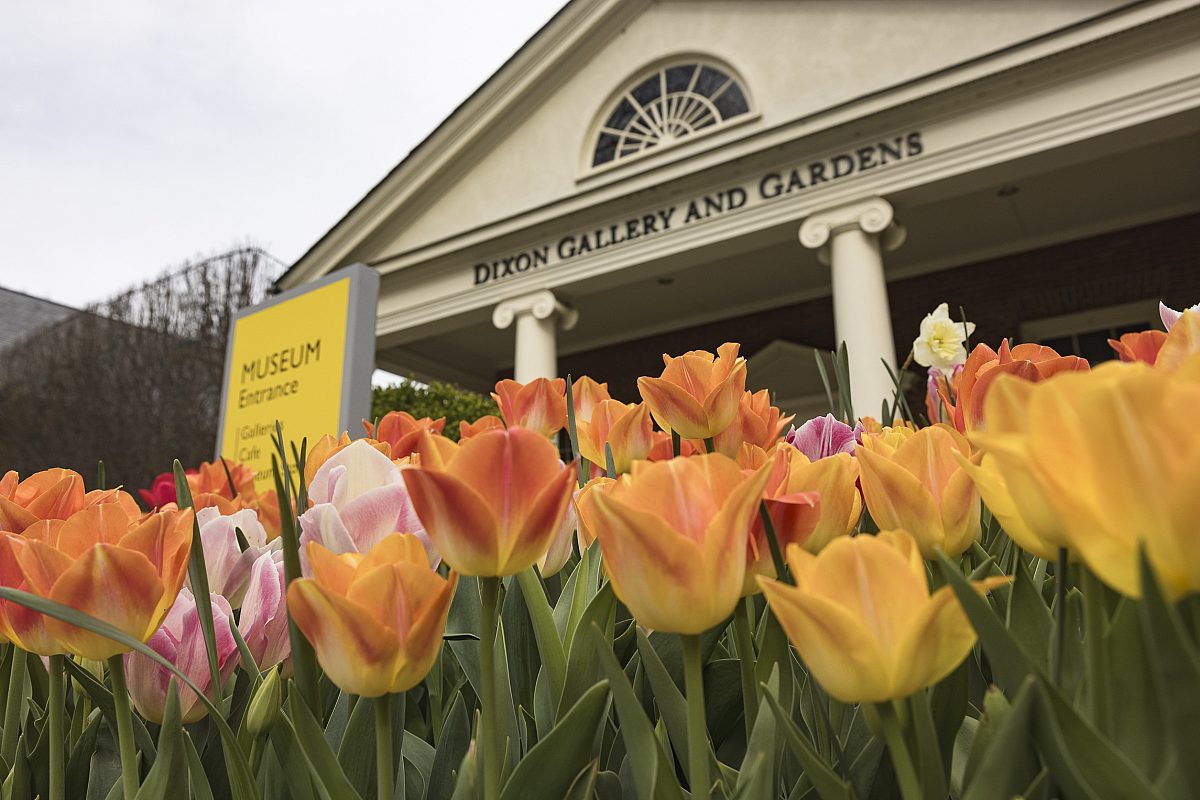 240312 dixon tulips 051