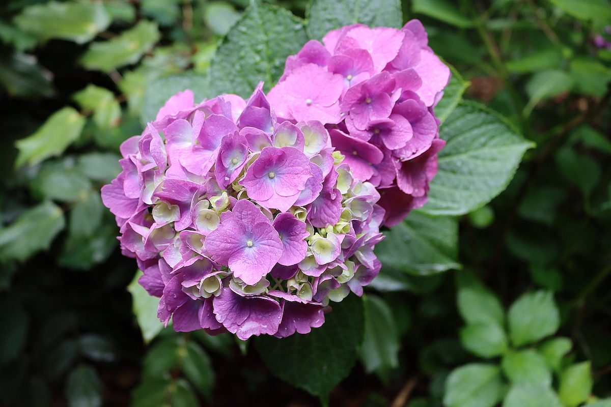 pink hydrangeas close up in garden