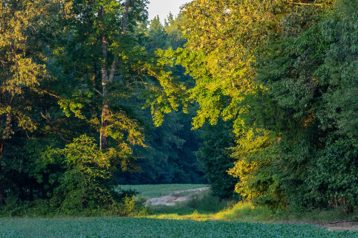 Lee Thad Light in August smaller image