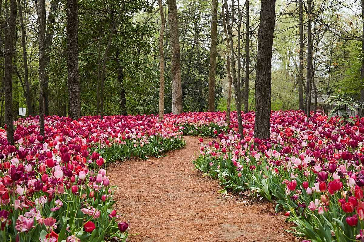 Southern Living Dixon Gardens 2025 2